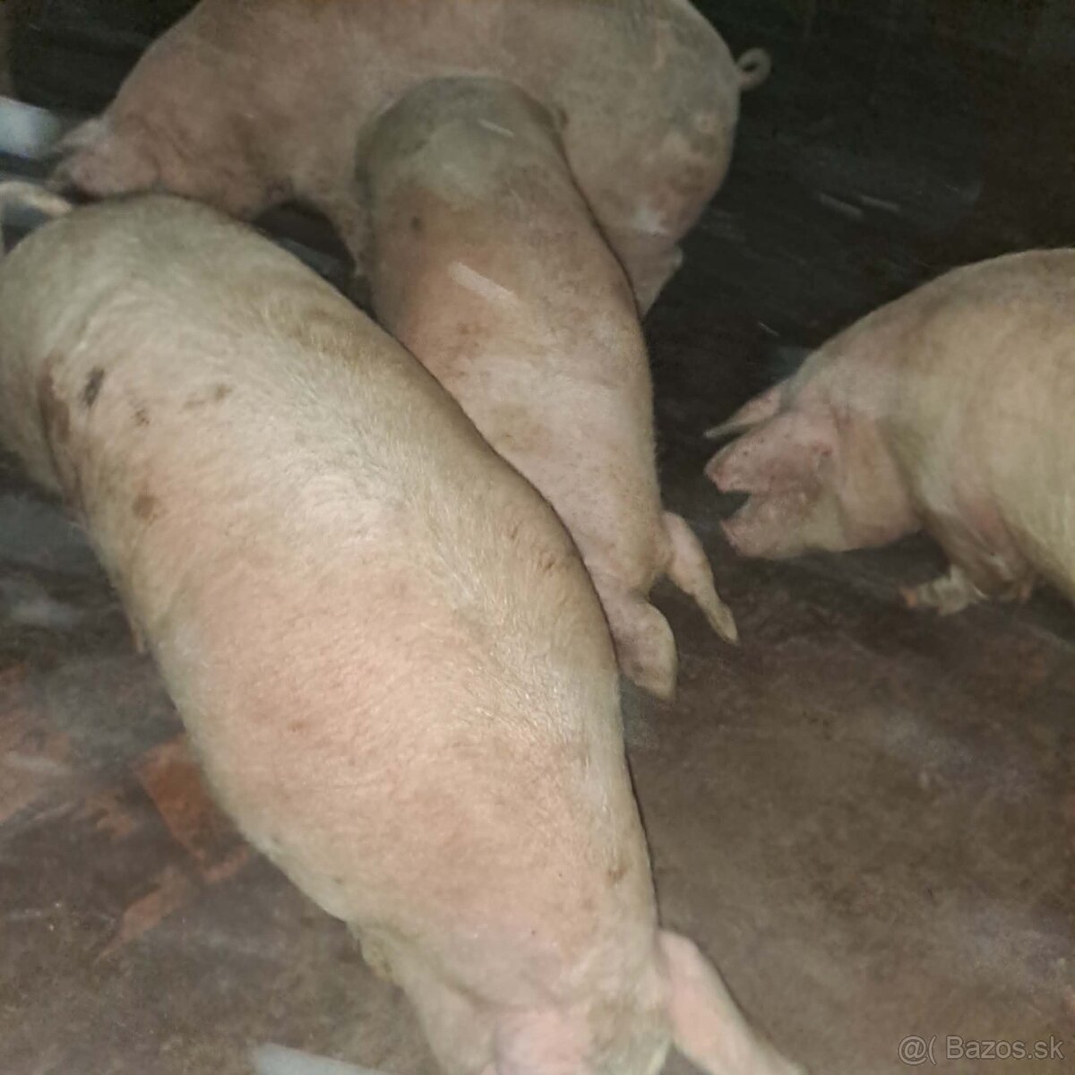 Predam jatočne ošipane cena 2,4€-kg - 2