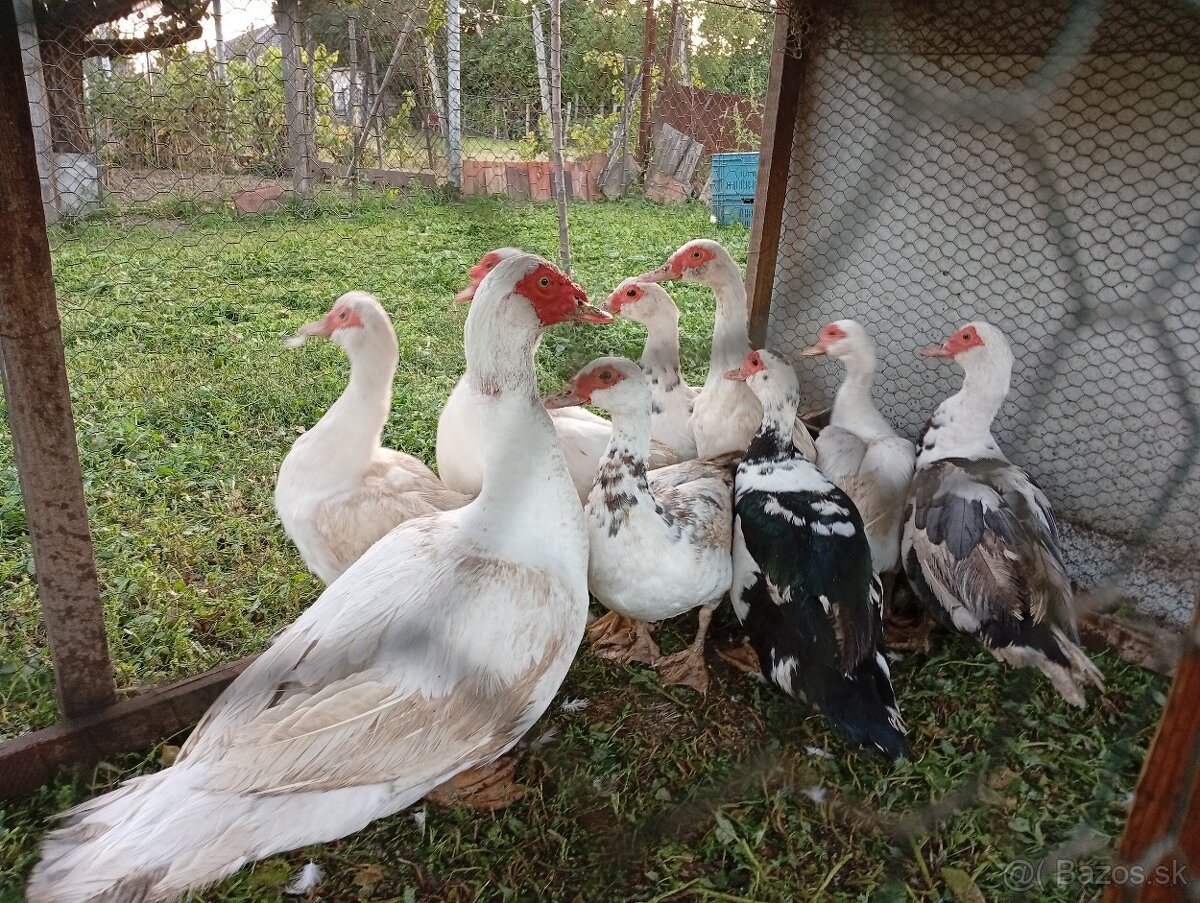 Pizmove kačice - 2