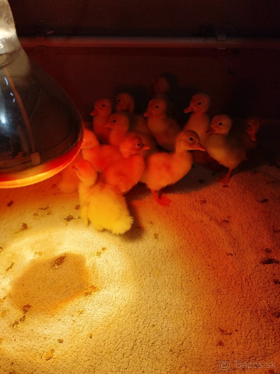 Brojlerove kačice - 2