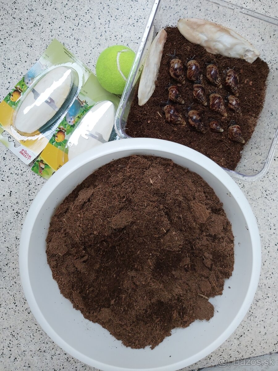 Slimák africký - 2