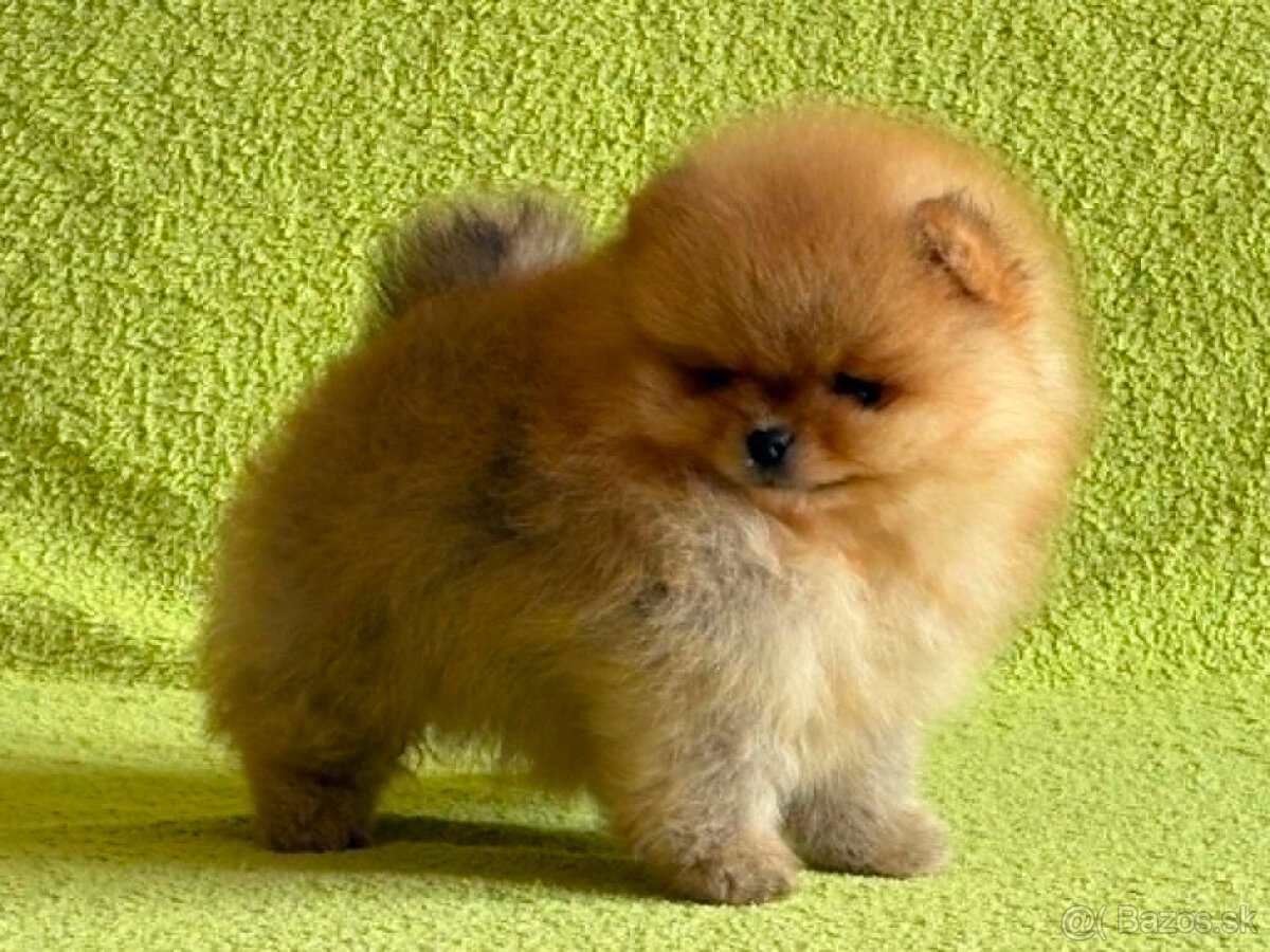 Pomeranian - 2