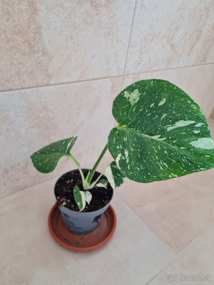 3 x monstera thai - 2