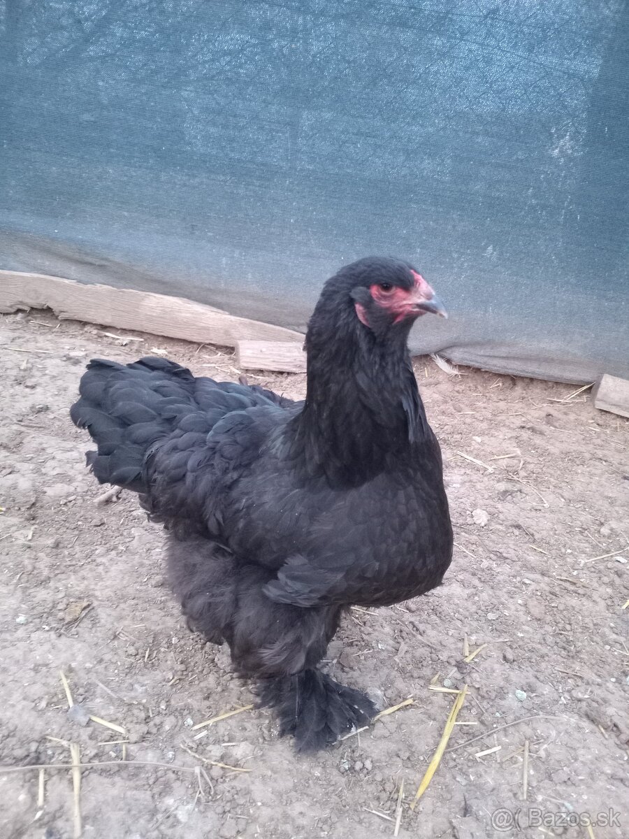 Brahmanky - 2