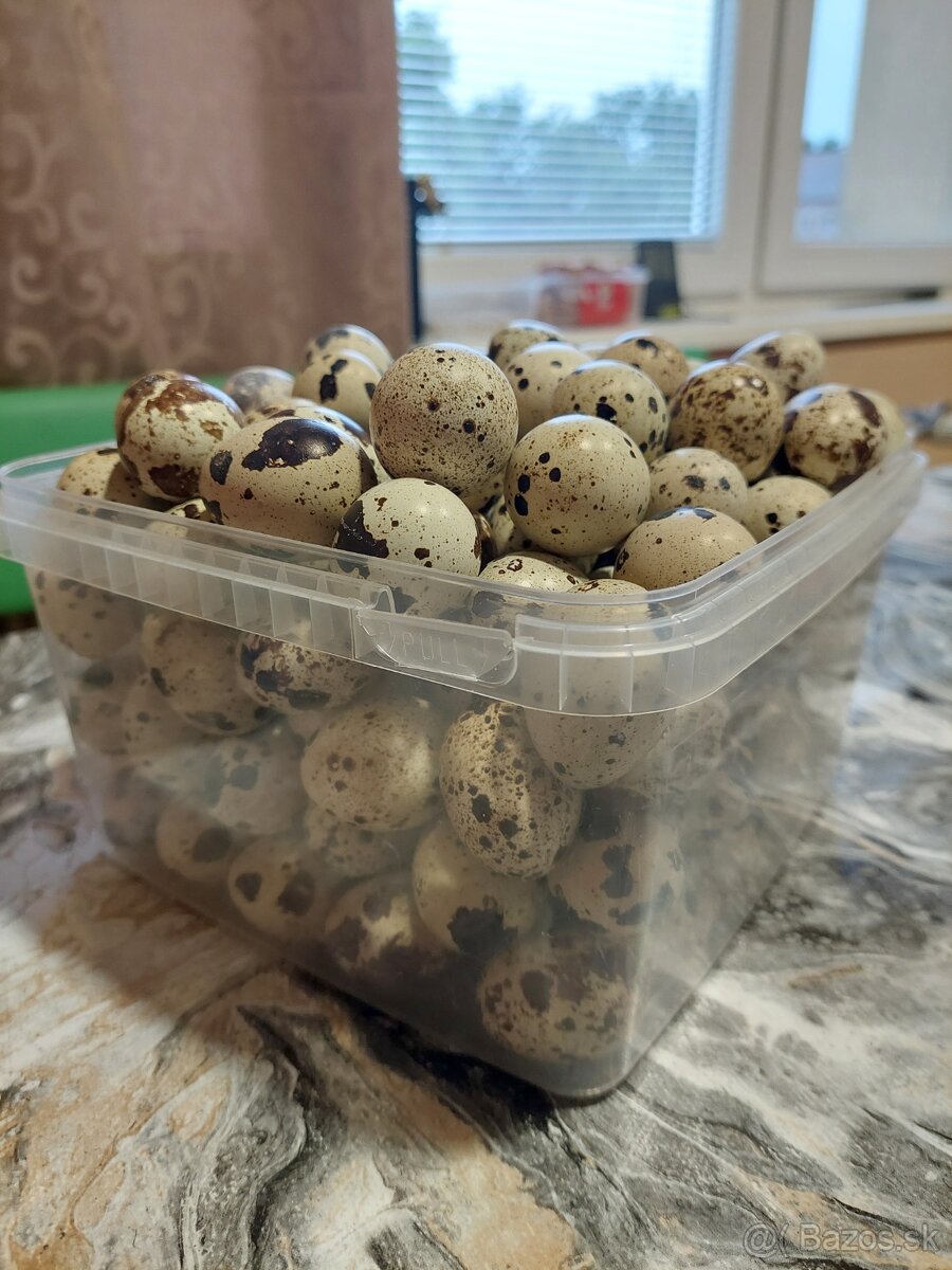 Prepeličie vajíčka - 2