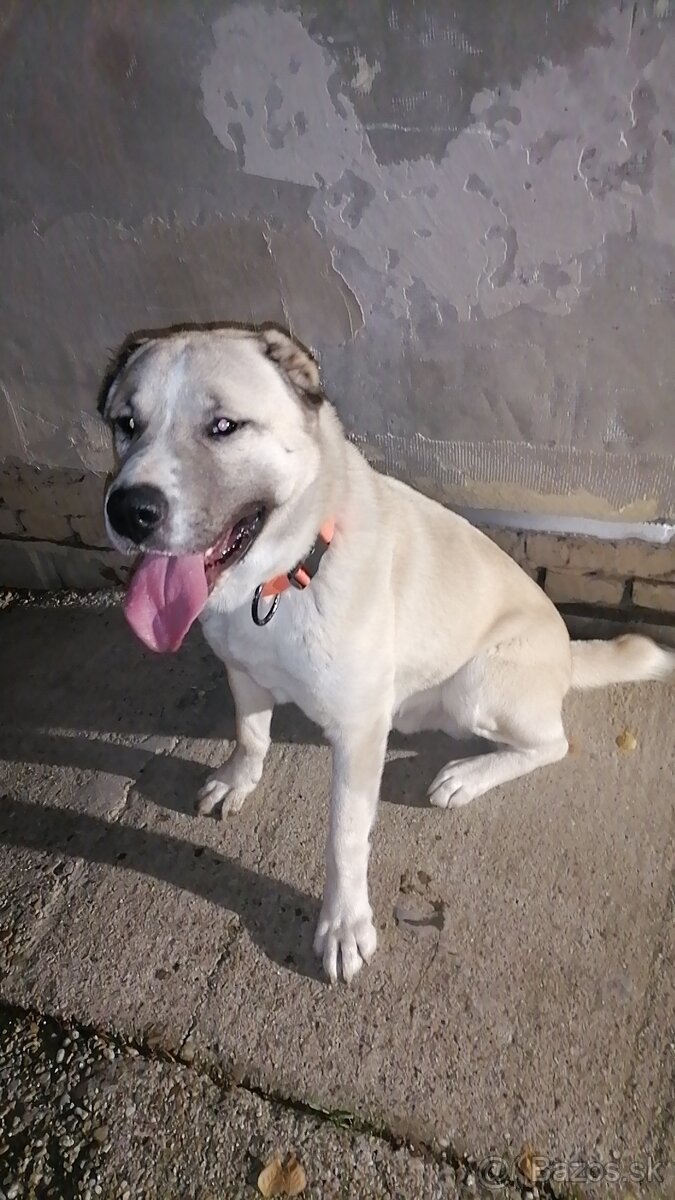 Ponukam krytie-Stredoazijsky ovčiak s(pp) - 2