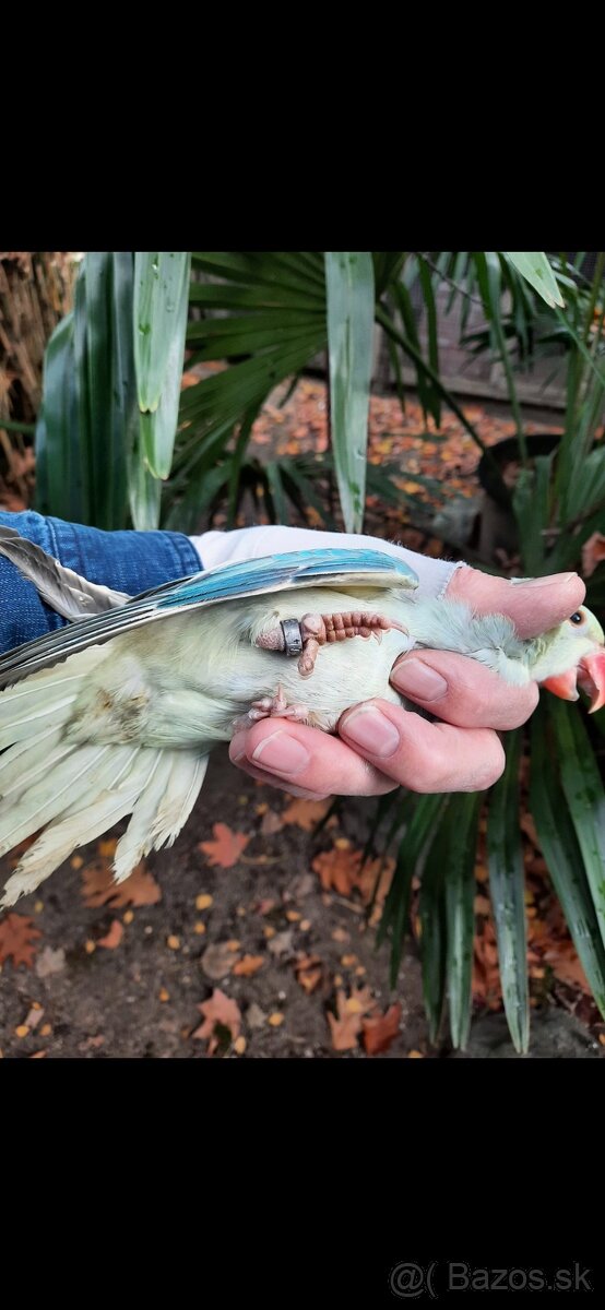 Alexander maly hlava chvost opalin - 2