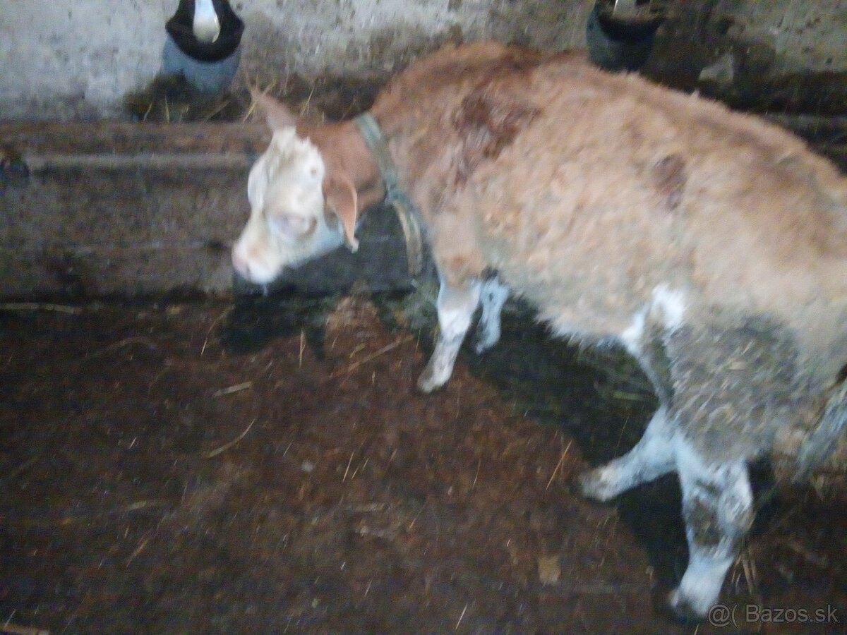 Predám bycka - 2