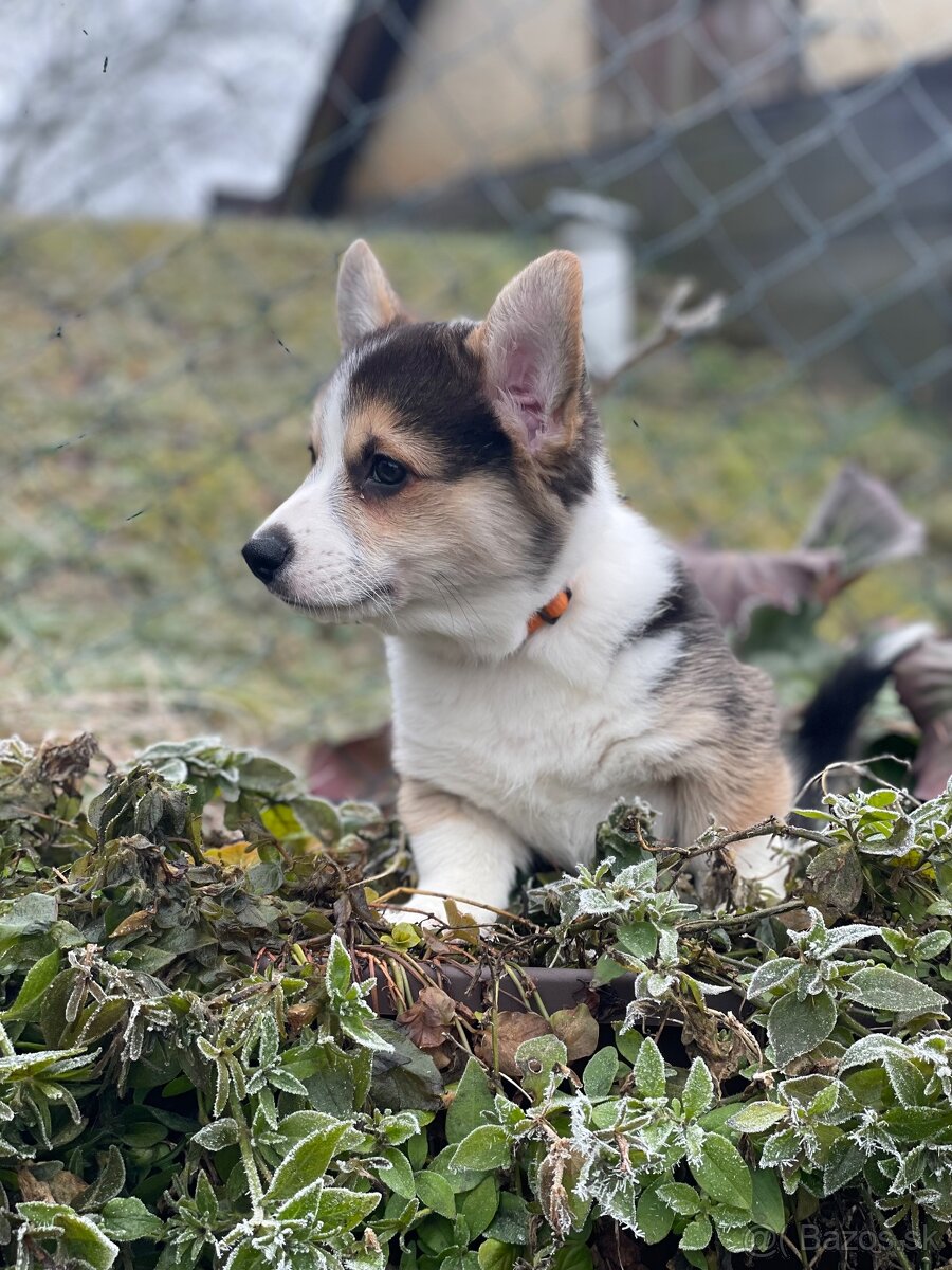 Alf Tatra Majesty z Tatra Majesty - (Welsh Corgi Pembroke) - 2