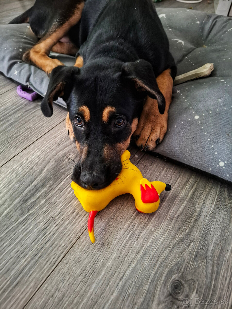 Darujem šteniatko - 2