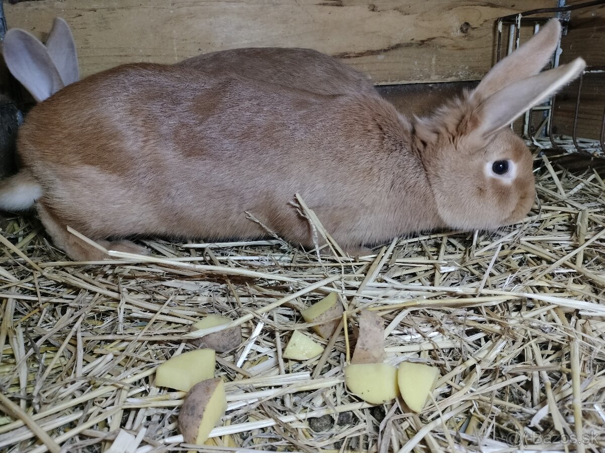 Burgundský králik - 2