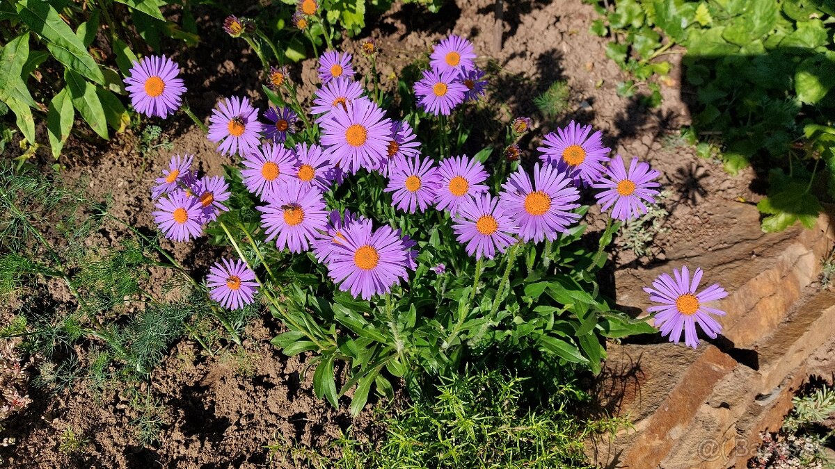 ASTRA alpínska, alpská - skalnička - 2