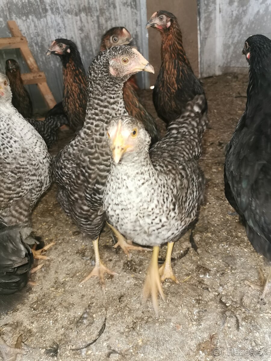 Predám 16 týždňové nosnice issa susex - 2