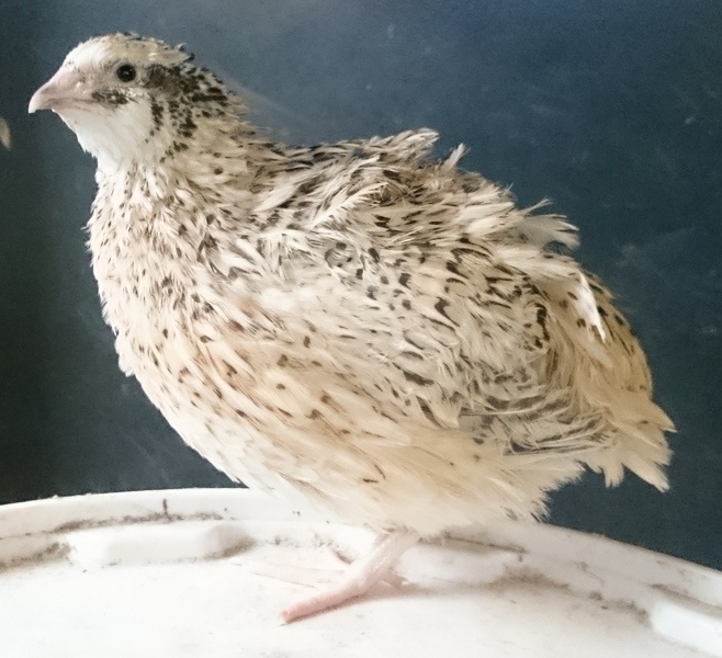 Prepelice ( Faraon + Jumbo) - 2