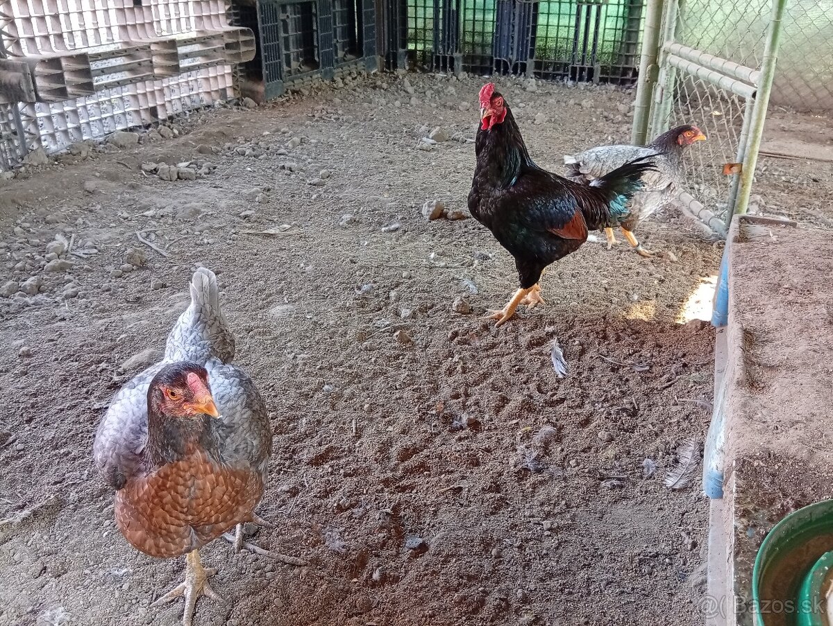 Indická bojovníčka. - 2