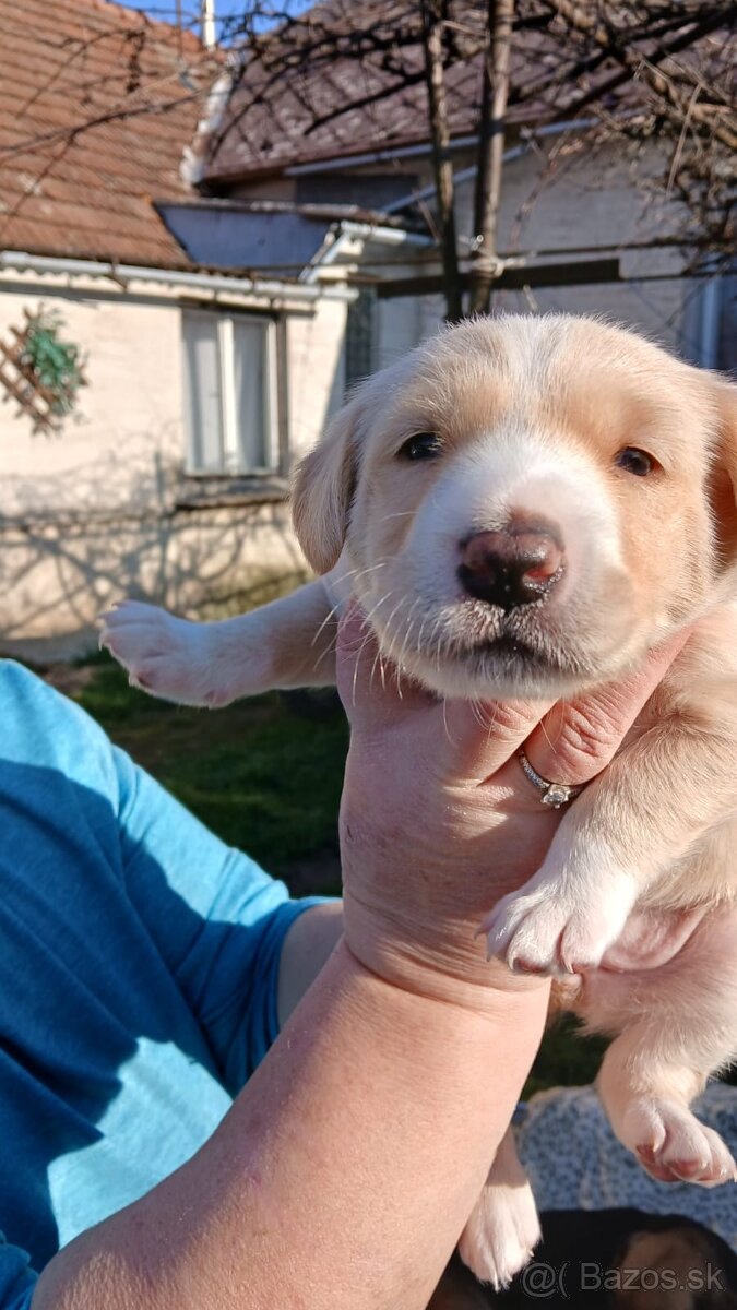Darujem šteniatka - 2