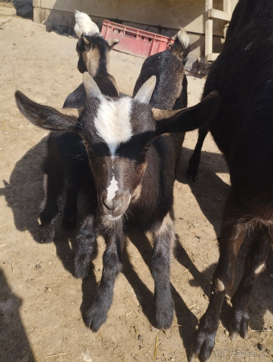 Predám 3 kozliata - 2