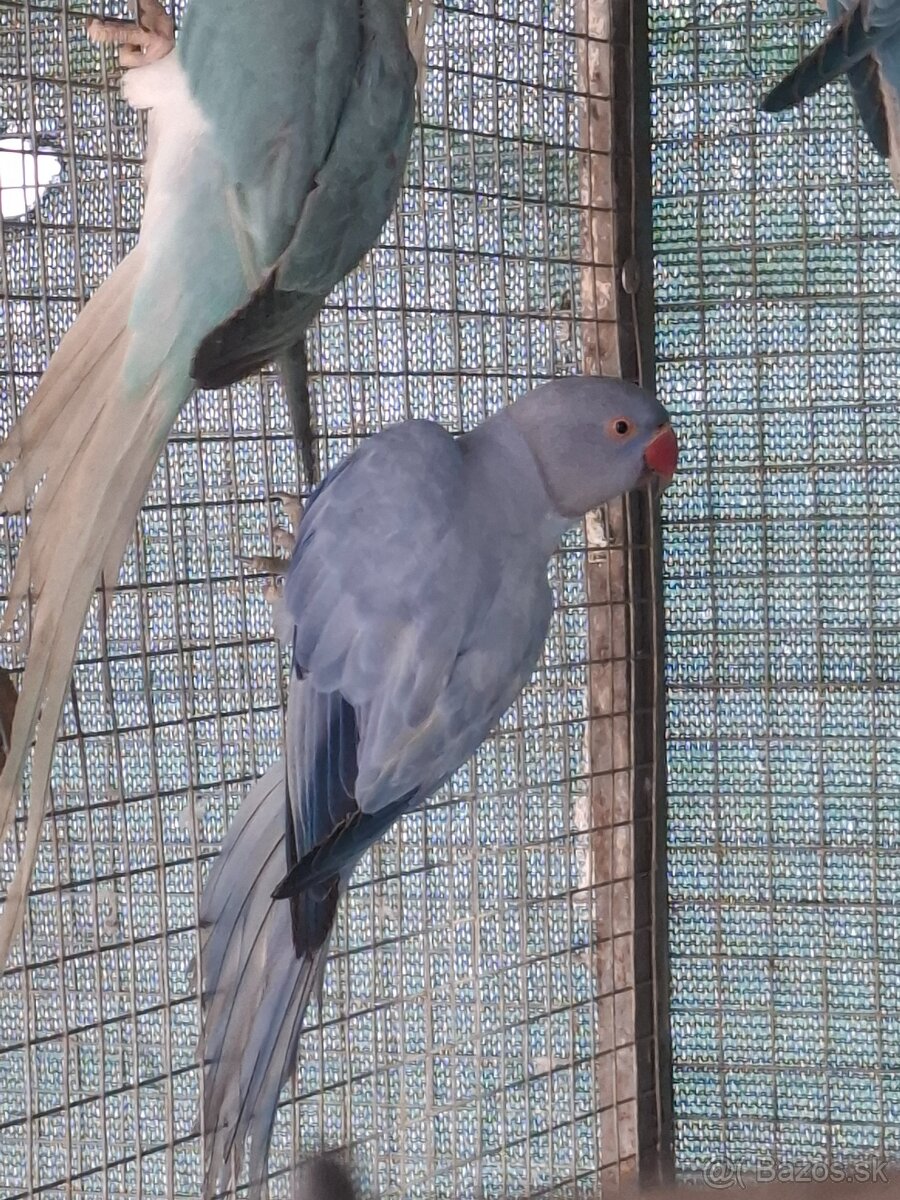 Alexander malý violett opallin / hch - 2