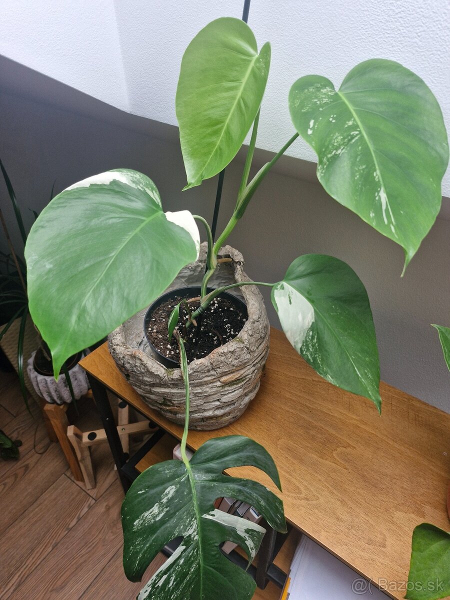 Izbové rastliny, vzácnejšie druhý rastlin - 2