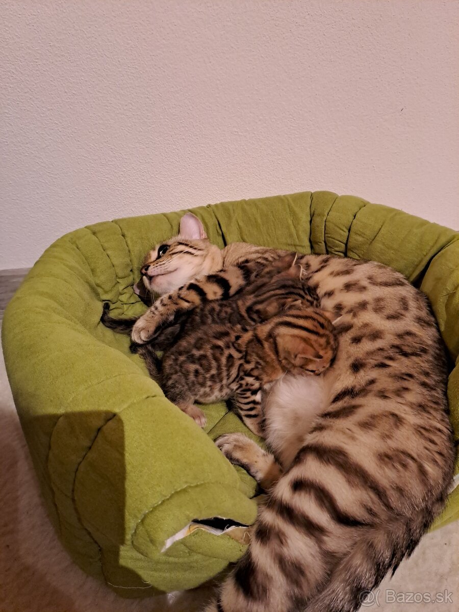 Bengalske maciatka s PP - 2