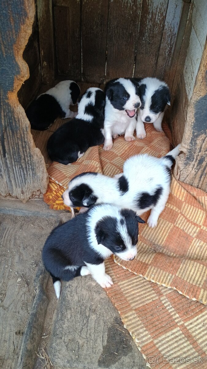 Karelsky Medvedí pes - 2