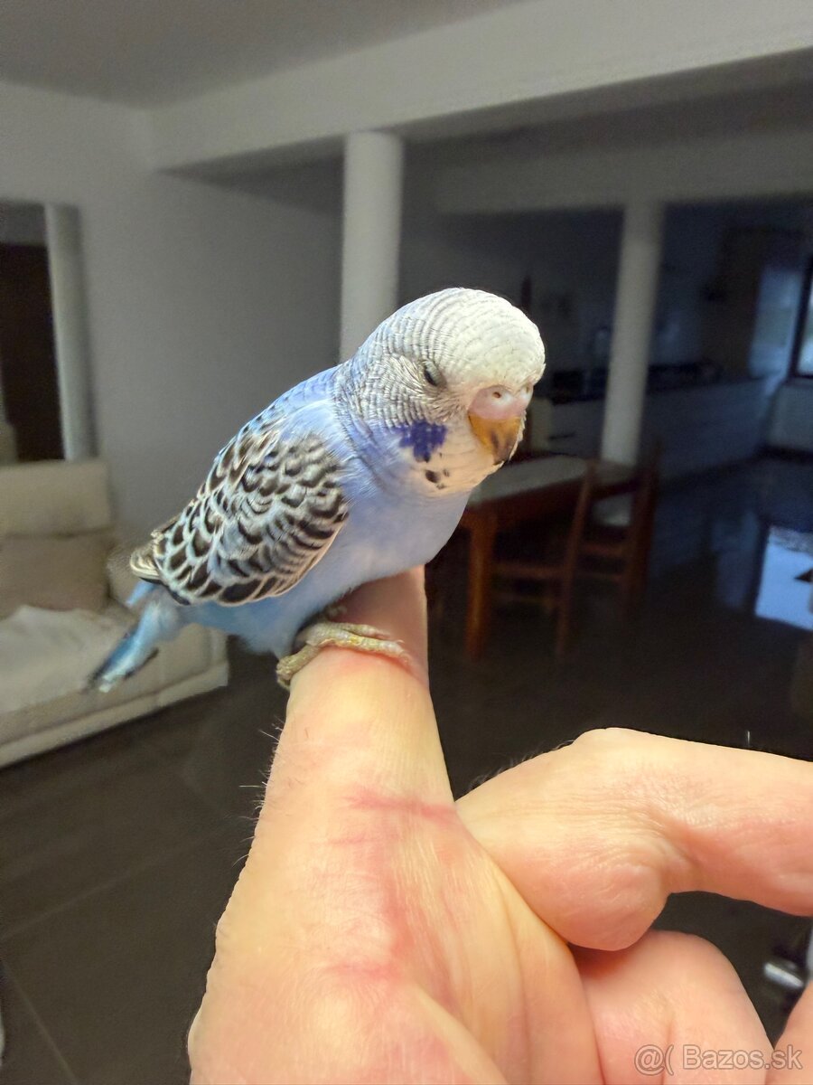 Andulka Maznačik krotká - 2