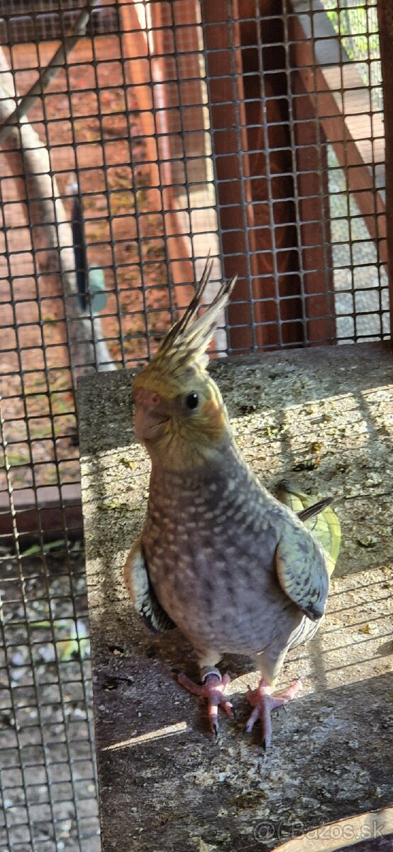 Predám KORELY - straka s krúžkom - 2