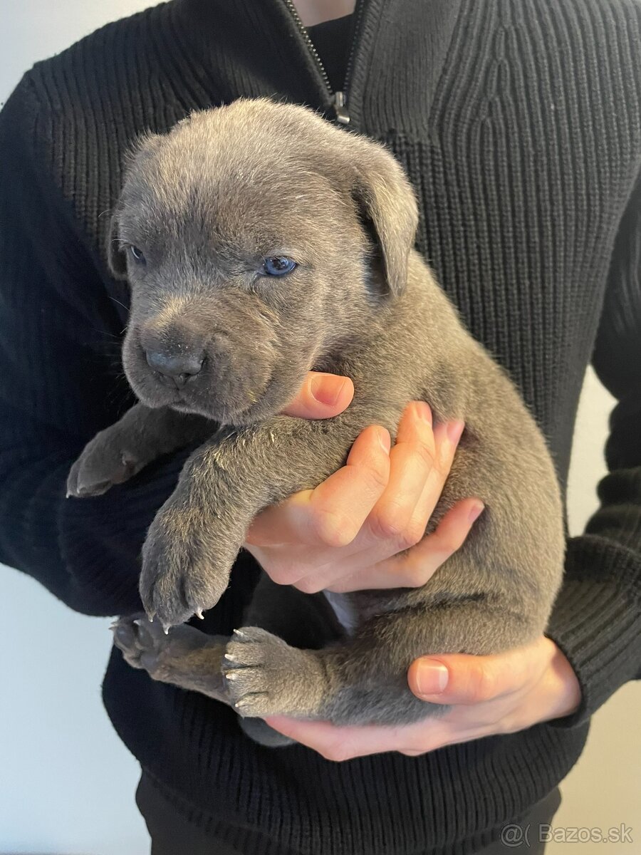 Cane Corso s PP - 2