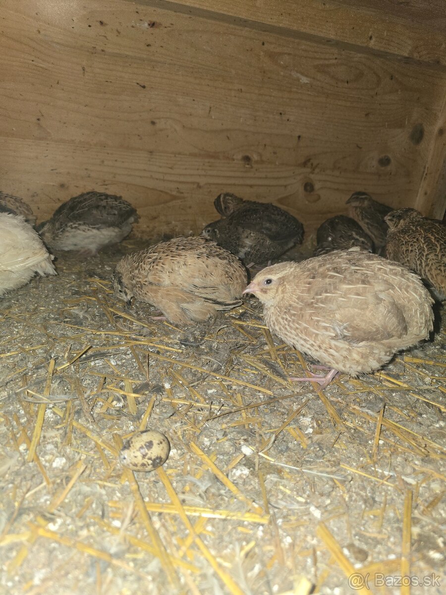 Japonské prepelice - 2