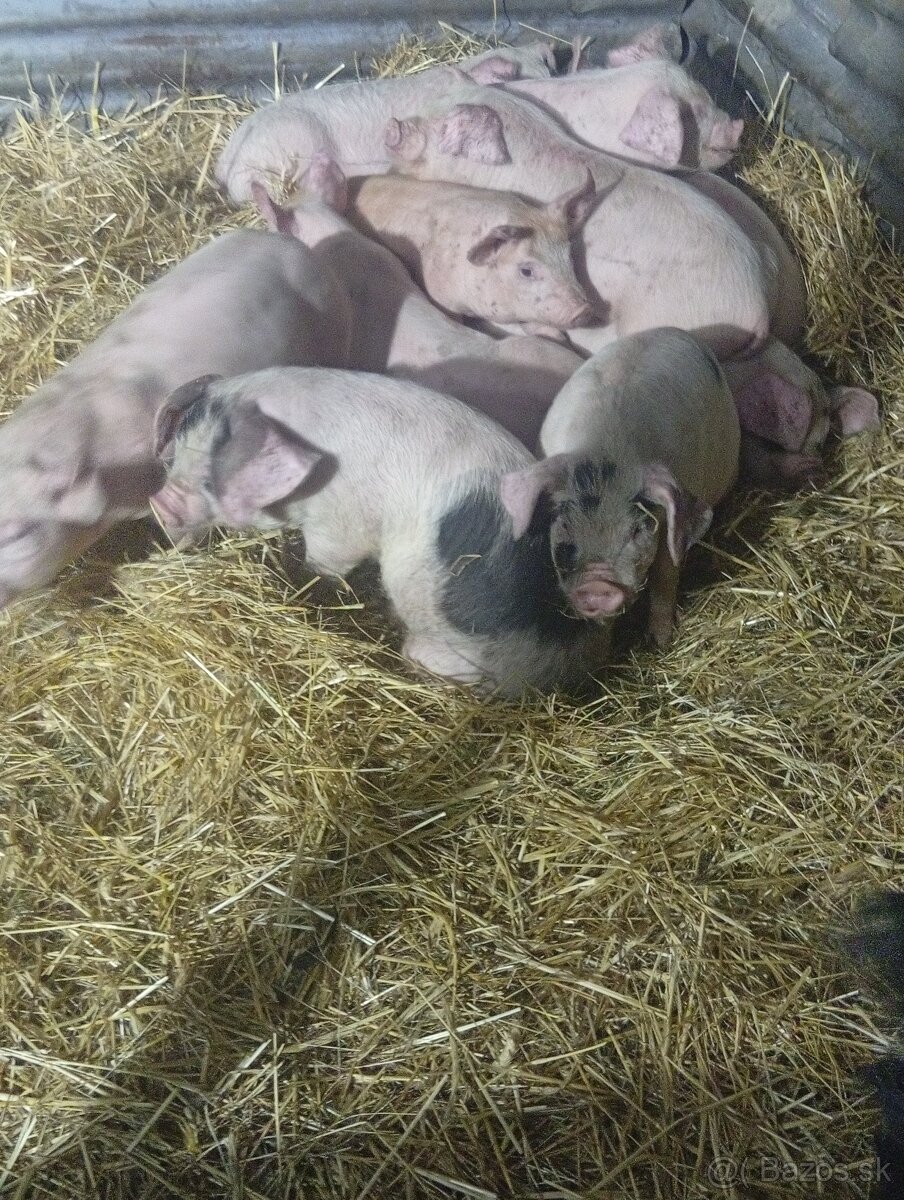 Predám odstavčata 20-25kg - 2