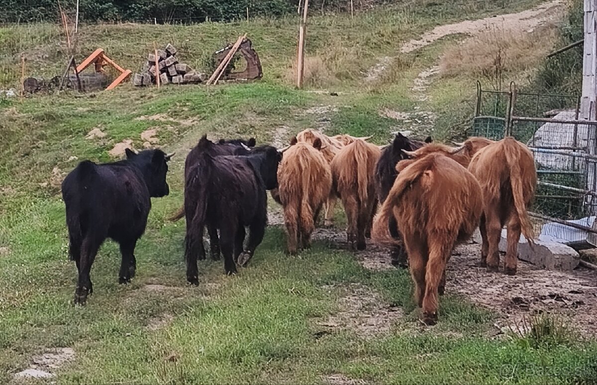 Highland - 2