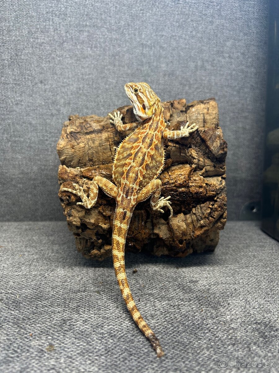 Agama bradatá - lacnejšie mláďatká - 2