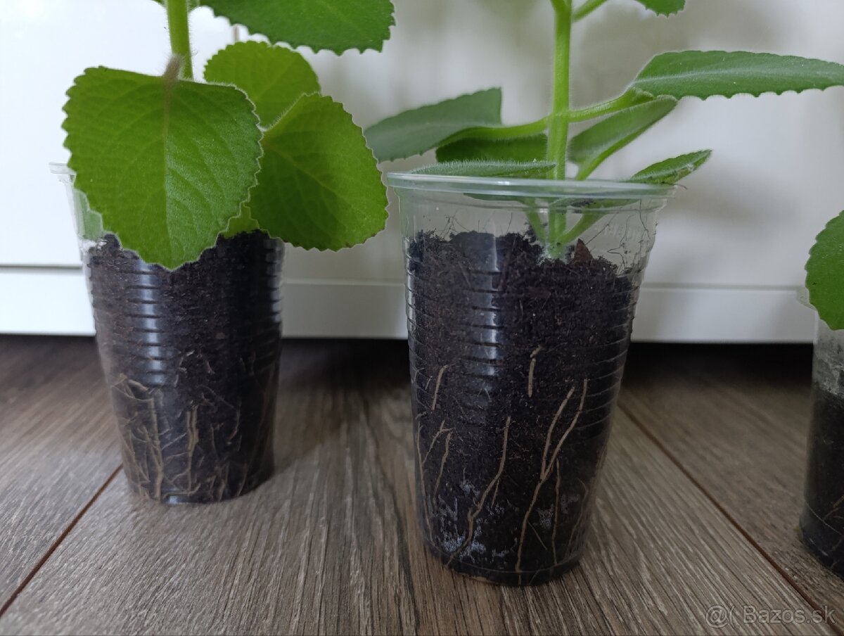 Originál rymovnik ( nádchovník) - 2