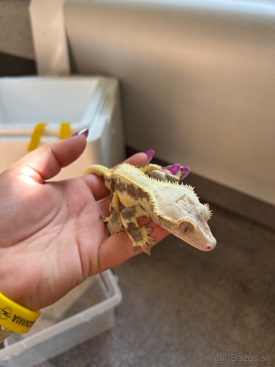 Pagekon Riasnatý samec - 2