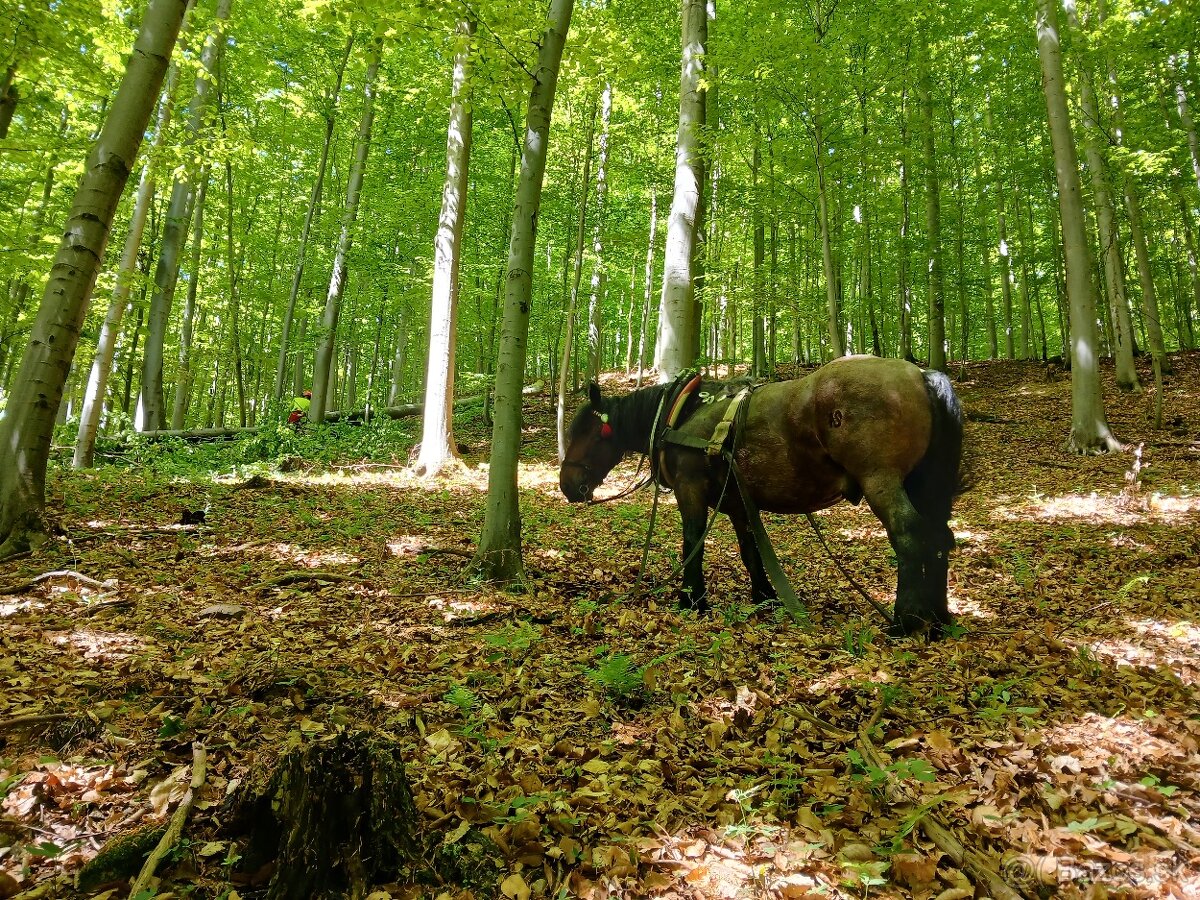 Predám ťažného valacha. - 2
