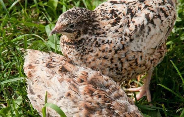 Japonské prepelice - predaj - 2