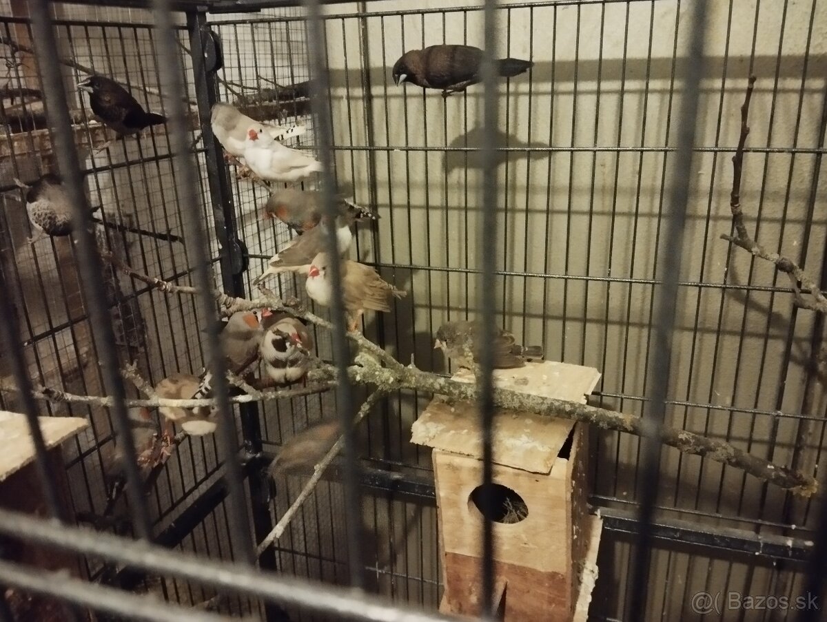 Andulky, zebricky - 2