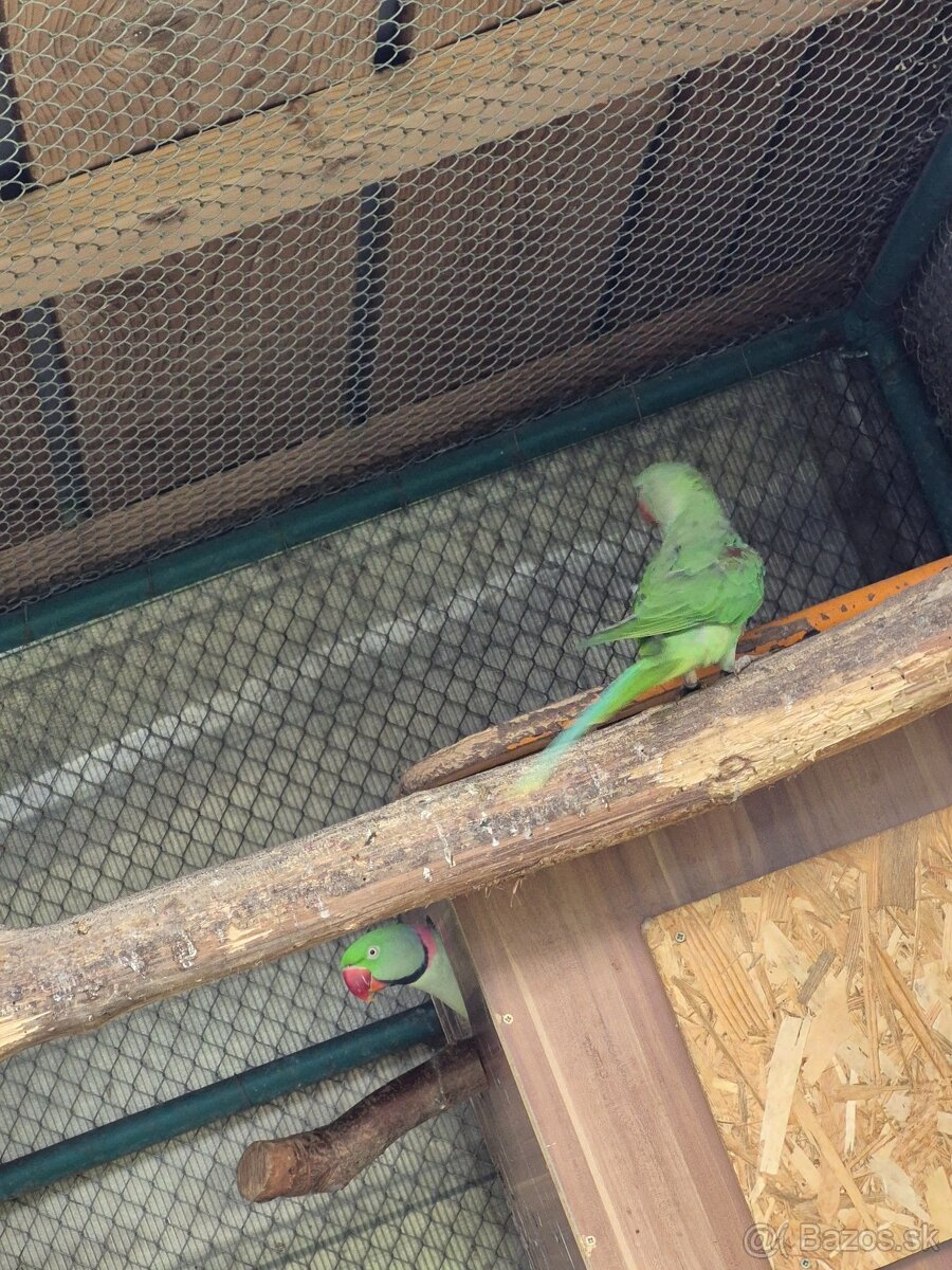 Alexander veľký - 2