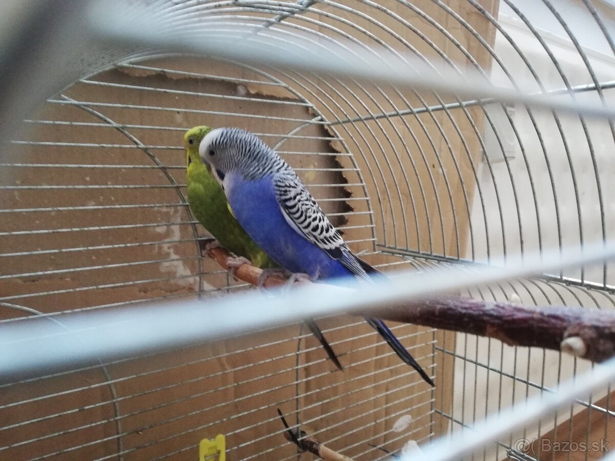 Predám samčeka andulky - 2
