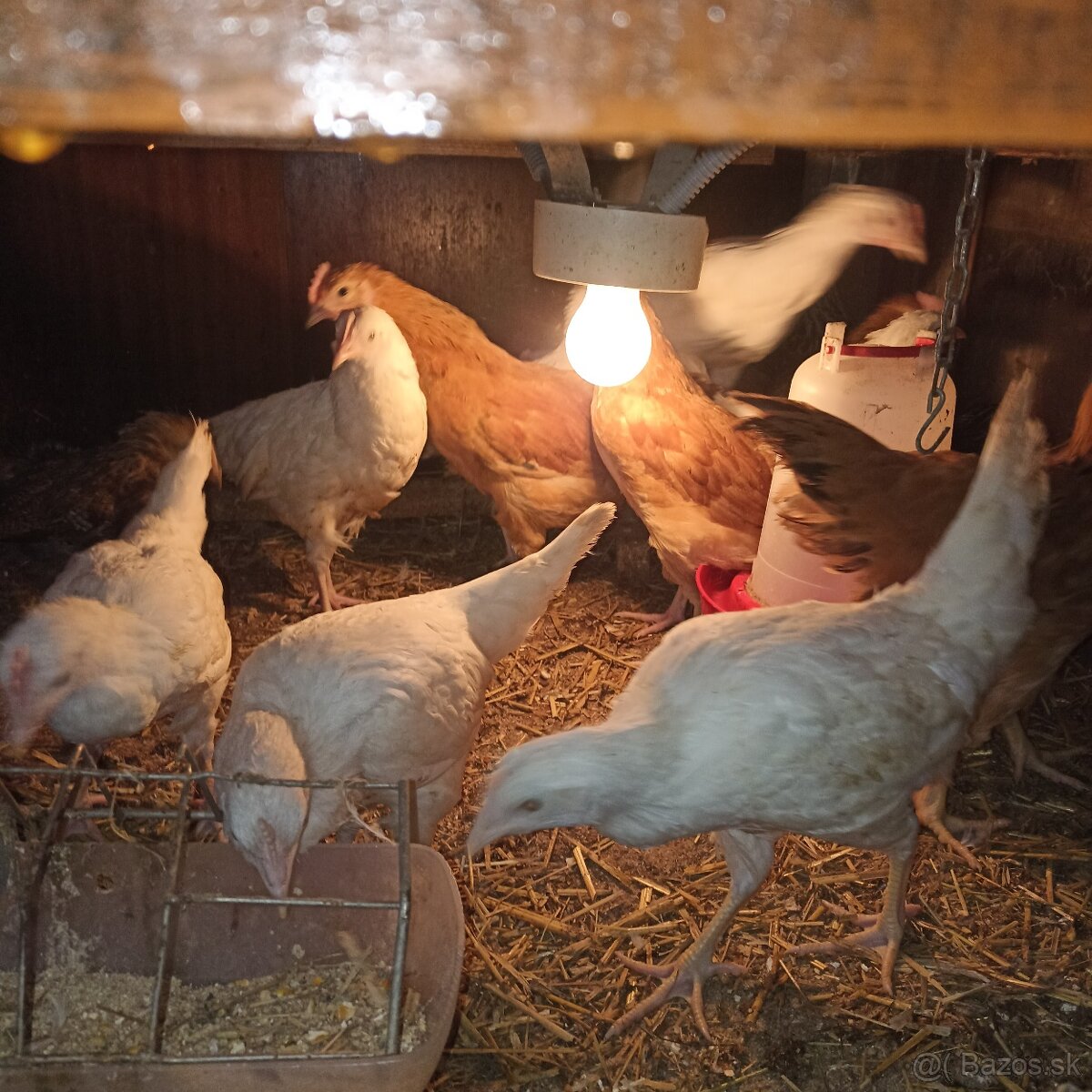 Ponúkame kuriatka - 2