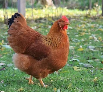 Hempšírka - 2