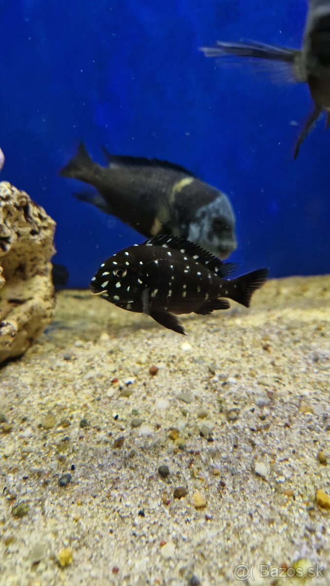 Africké cichlidy Tropheus duboisy - 2