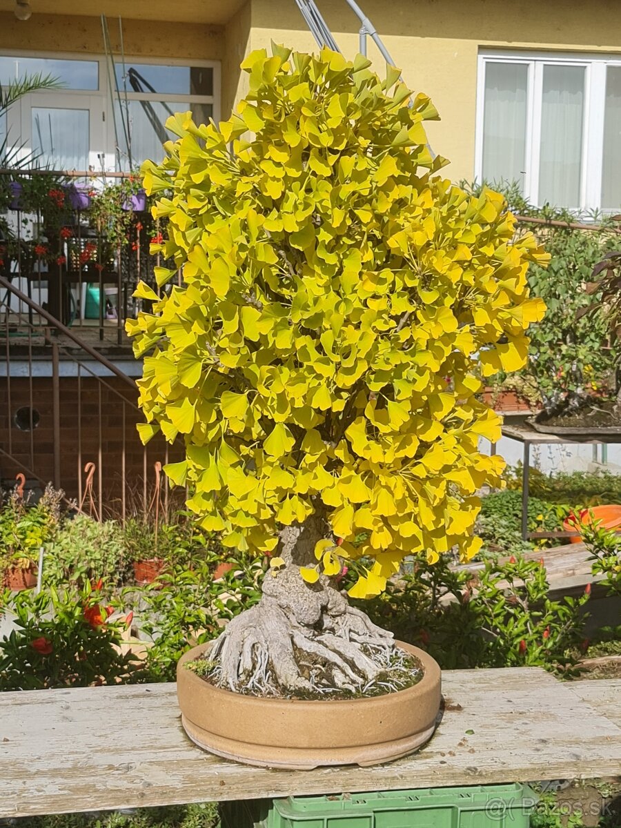 BONSAI Ginco biloba - 2