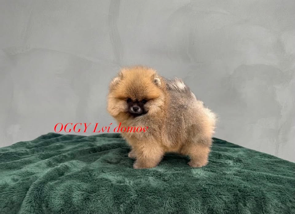 Pomeranian - 2
