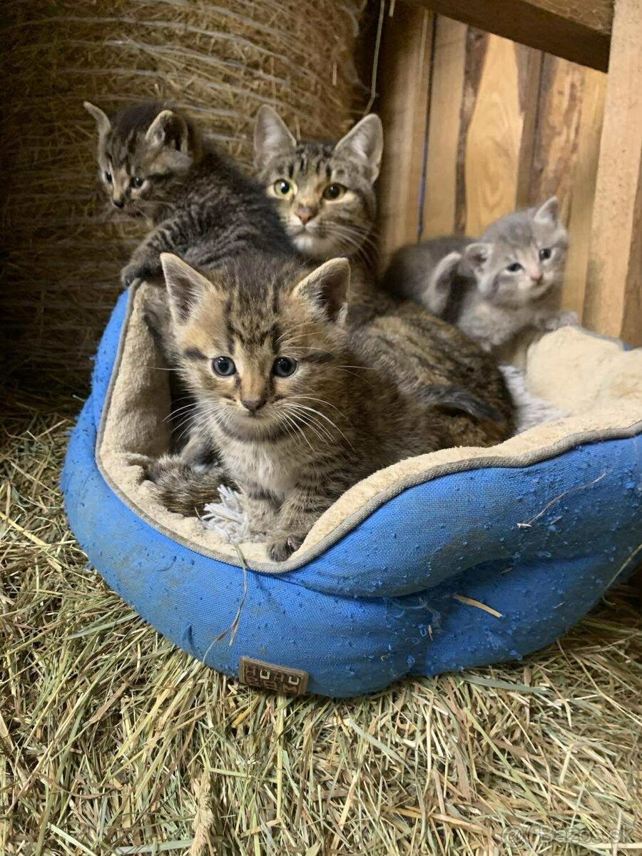 Darujem mačičky - 2