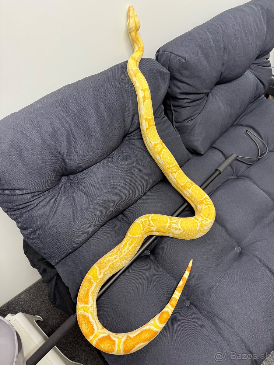 Velhad kráľovsky / Boa constrictor - 2