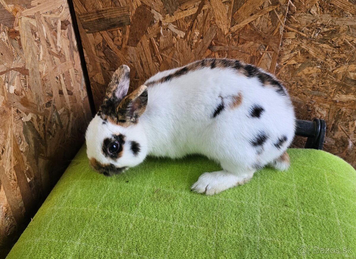 Zdrobnený strakáč žlto-čierny - 2