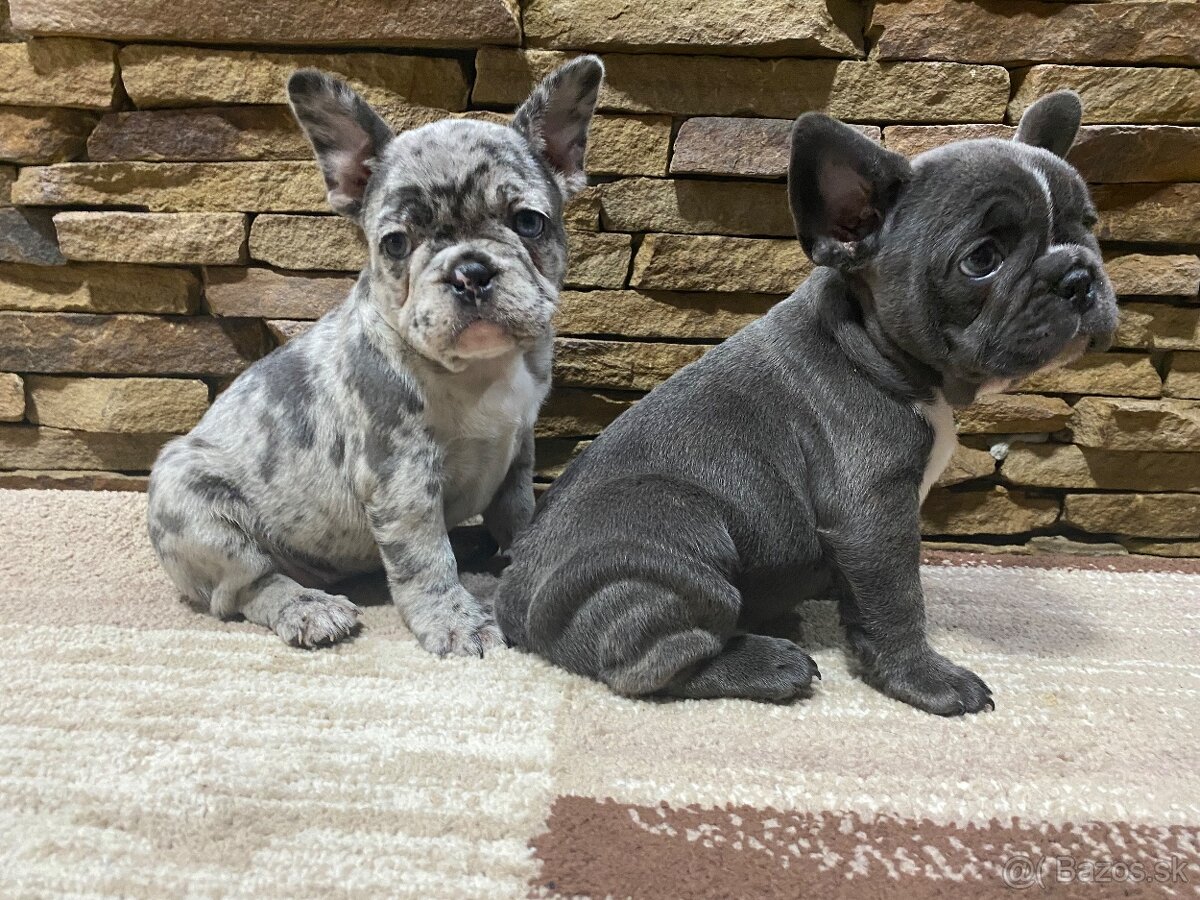 Francuzsky buldoček - 2