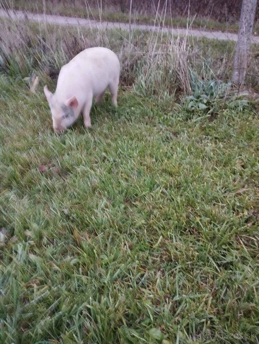 Vietnamske prasa - 2