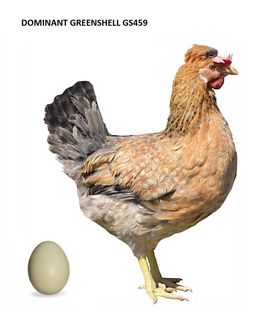 1 dňové kurčatá GreenShell, BlueShell, DarkShell - s dovozom - 2