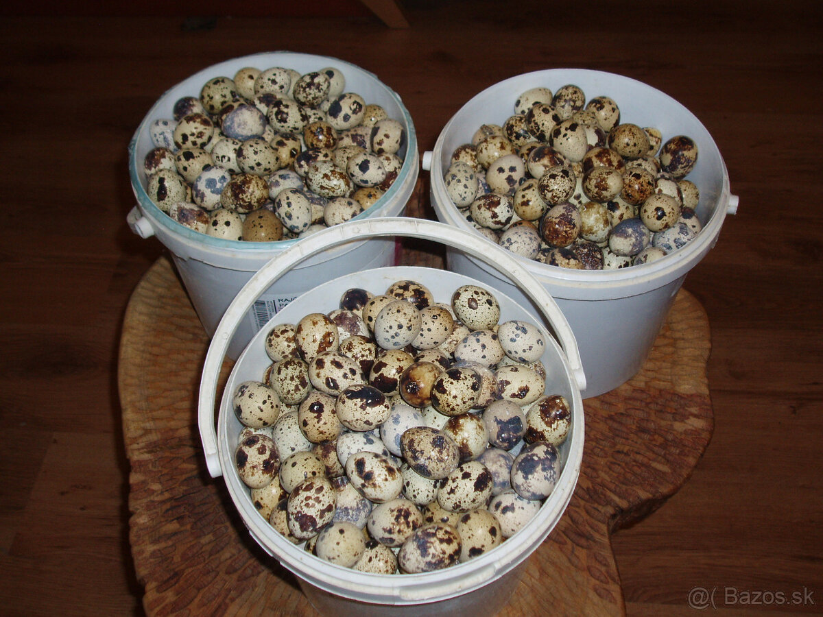 Prepeličie vajíčka - 2